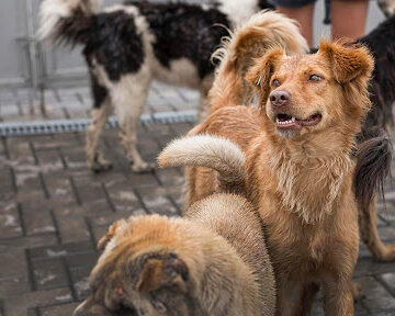 Is Your Pet Protected in a Natural Disaster?